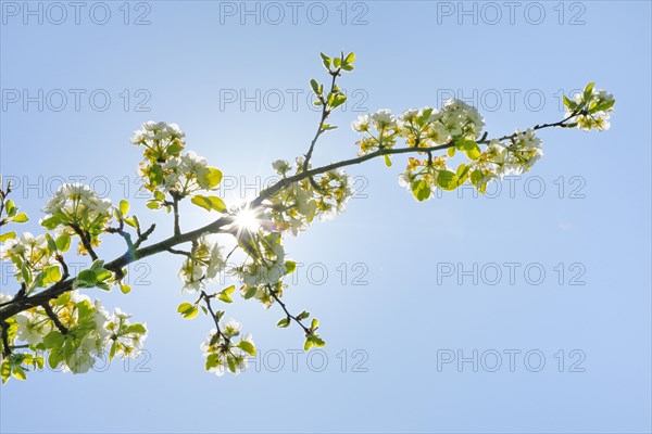 Close up of pear tree blossoms in spring