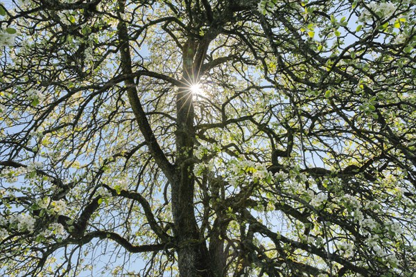 Abstract cutout of blossoming pear tree backlit with sun shining through branches