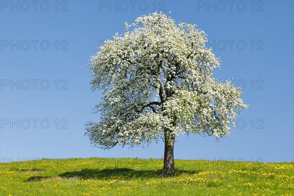 Solitary tree