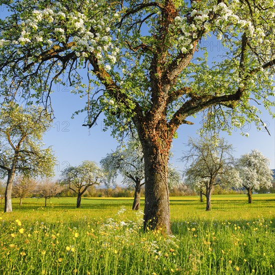 Flowering pear trees in spring at evening light