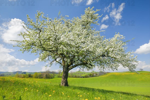 Solitary tree