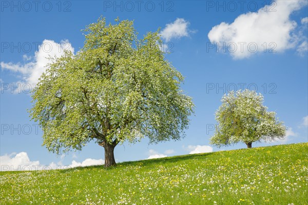 Two blossoming pear trees in spring in flowering meadow on the Hirzel