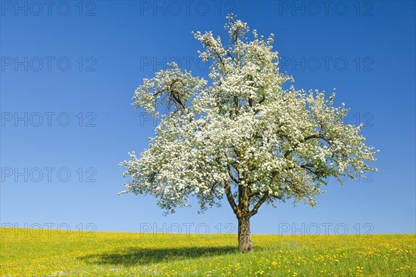 Solitary tree