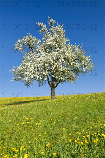 Solitary tree