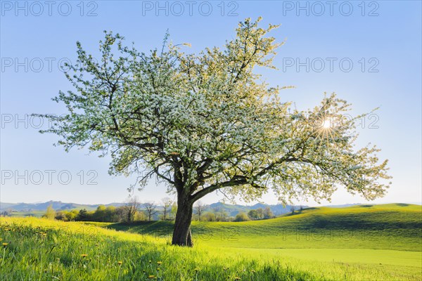 Blossoming pear tree in spring backlight on the Hirzel