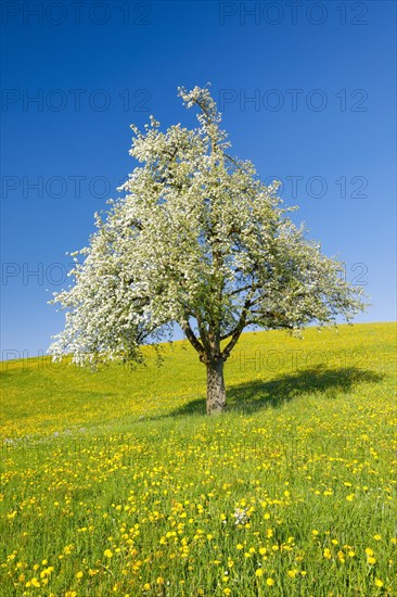 Solitary tree