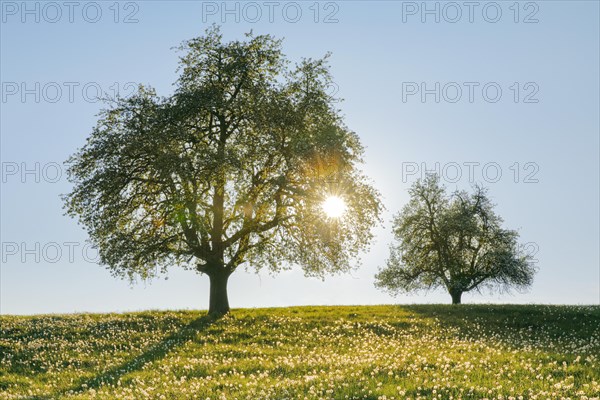 Two blossoming pear trees in spring at sunset backlit in spring meadow on Hirzel