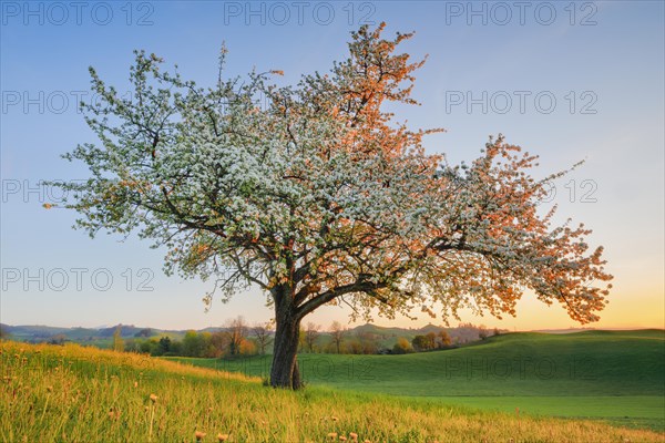 Solitary tree