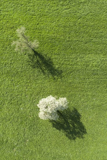 Two blossoming pear trees in spring in green meadow from bird's eye view