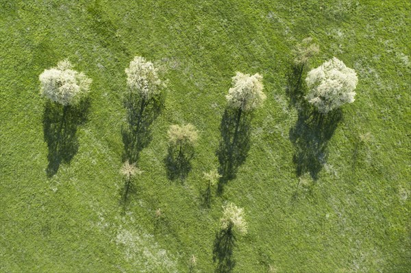 Blooming pear trees in spring in green meadow from bird's eye view