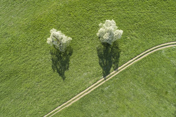 Two blossoming pear trees in spring in a green meadow next to a field path from a bird's eye view