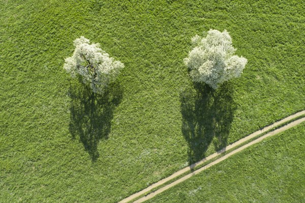 Two blossoming pear trees in spring in a green meadow next to a field path from a bird's eye view