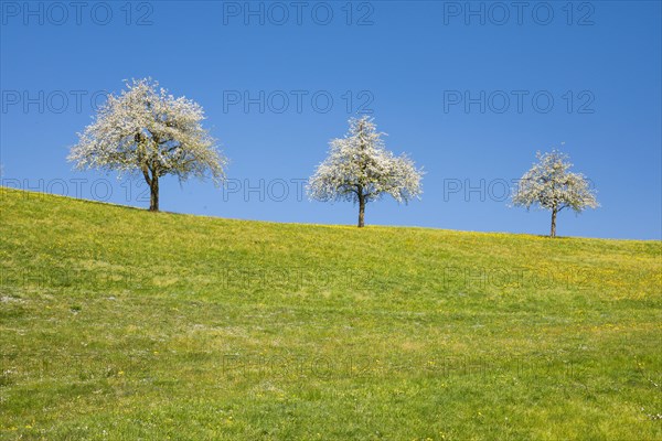 Blossoming pear trees in spring in flowering meadow