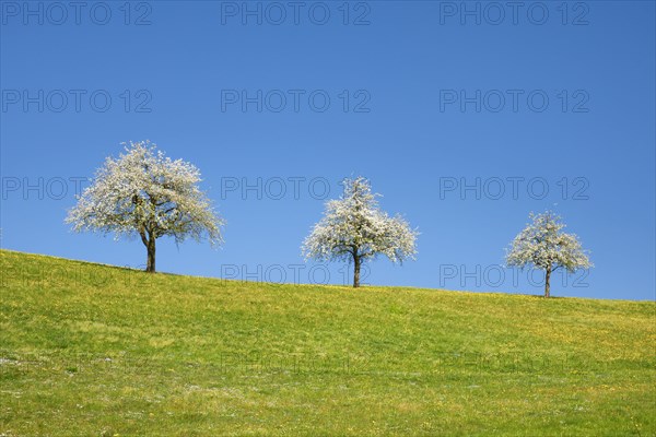 Blossoming pear trees in spring in flowering meadow