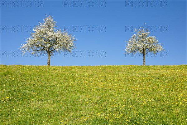 Blossoming pear trees in spring in flowering meadow