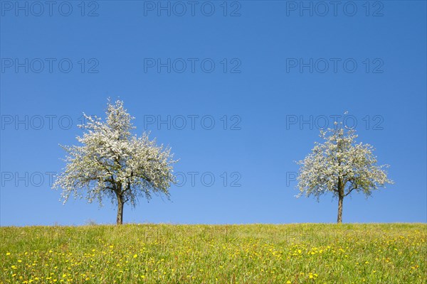 Blossoming pear trees in spring in flowering meadow