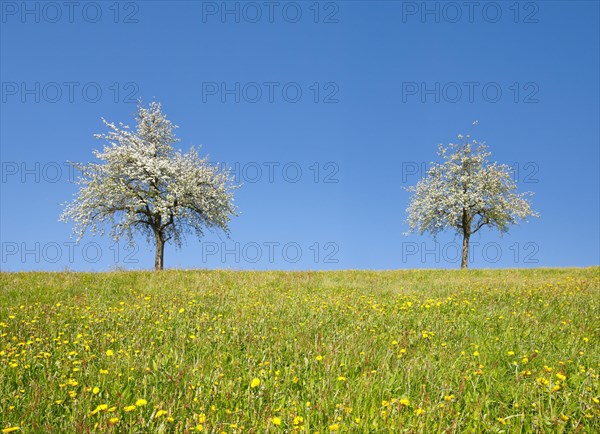 Blossoming pear trees in spring in flowering meadow