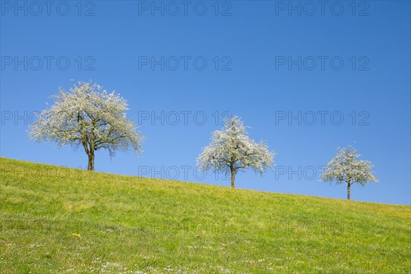 Blossoming pear trees in spring in flowering meadow