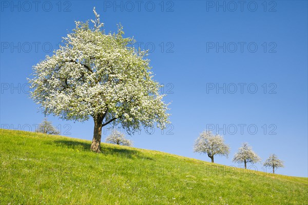 Blossoming pear trees in spring in meadow