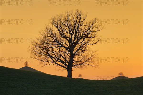 Silhouettes of oaks in drumlin landscape at Hirzelpass at sunset with Sahara dust in the atmosphere