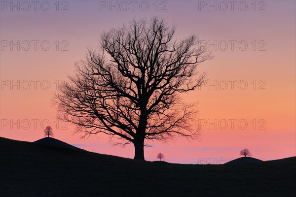 Silhouettes of oaks in drumlin landscape at Hirzelpass at sunset in spring Zurich