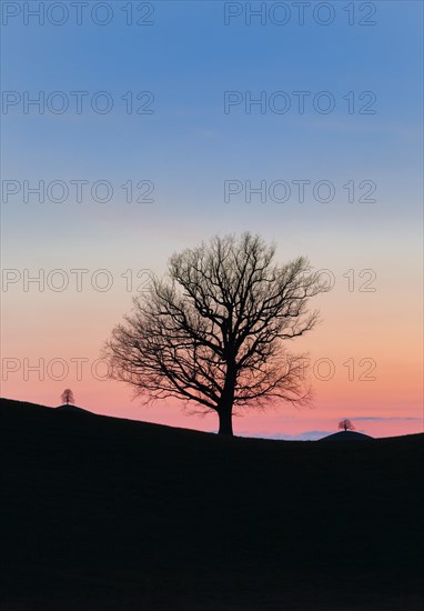 Silhouettes of oaks in drumlin landscape at Hirzelpass at sunset in spring Zurich