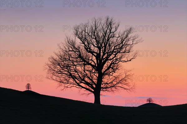 Silhouettes of oaks in drumlin landscape at Hirzelpass at sunset in spring Zurich