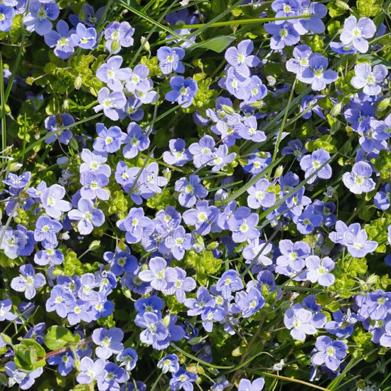 Close-up of slender speedwell (Veronica filiformis)