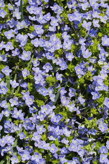 Close-up of slender speedwell (Veronica filiformis)