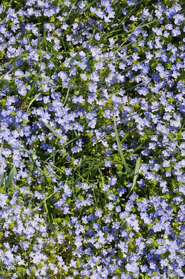 Close-up of slender speedwell (Veronica filiformis)