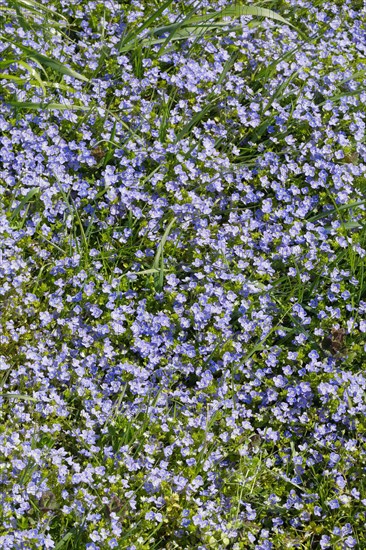 Close-up of slender speedwell (Veronica filiformis)