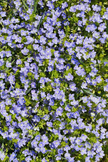 Close-up of slender speedwell (Veronica filiformis)