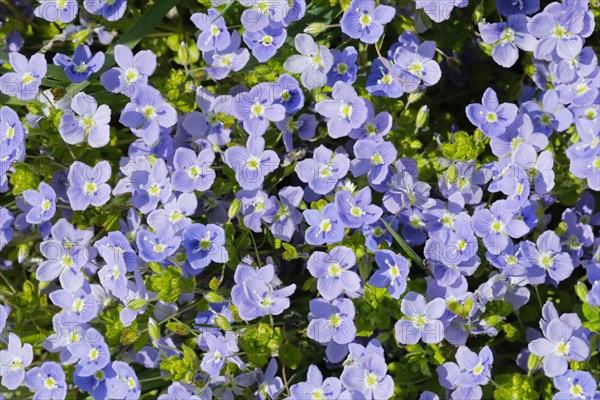 Close-up of slender speedwell (Veronica filiformis)