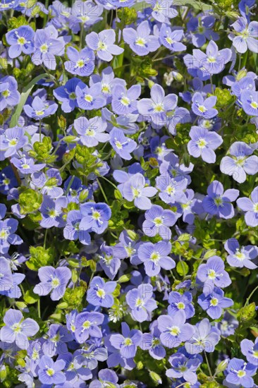 Close-up of slender speedwell (Veronica filiformis)