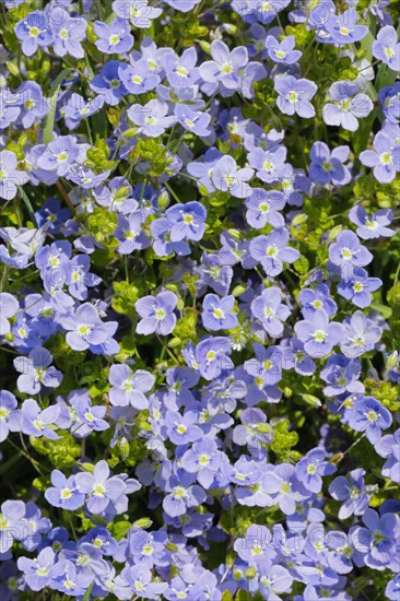 Close-up of slender speedwell (Veronica filiformis)