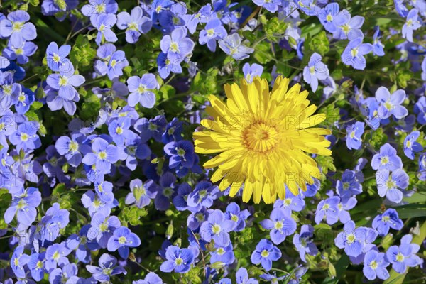 Close-up of dandelion and slender speedwell