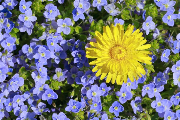 Close-up of dandelion and slender speedwell