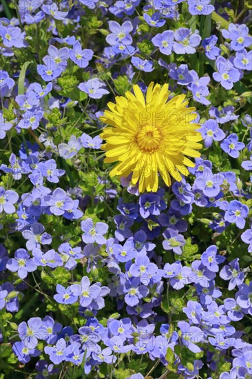 Close-up of dandelion and slender speedwell