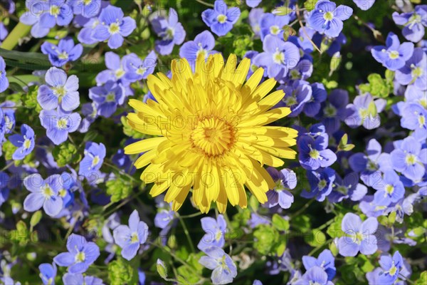 Close-up of dandelion and slender speedwell