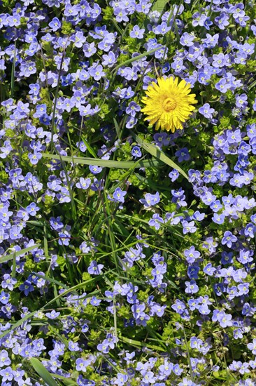 Close-up of dandelion and slender speedwell