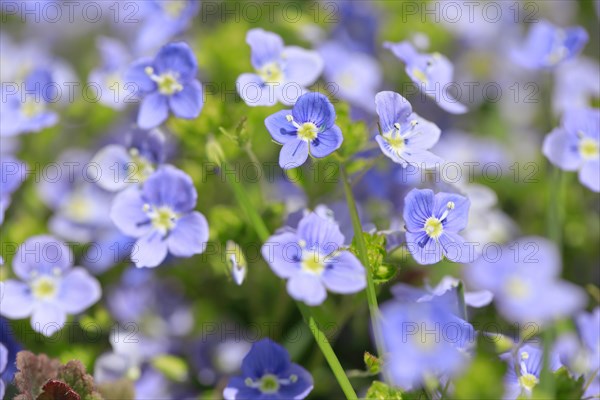 Close-up of slender speedwell (Veronica filiformis)