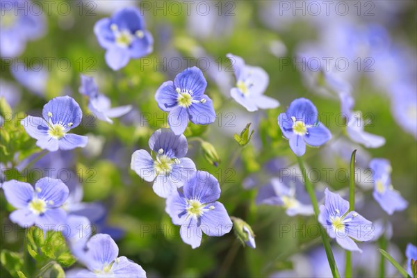 Close-up of slender speedwell (Veronica filiformis)