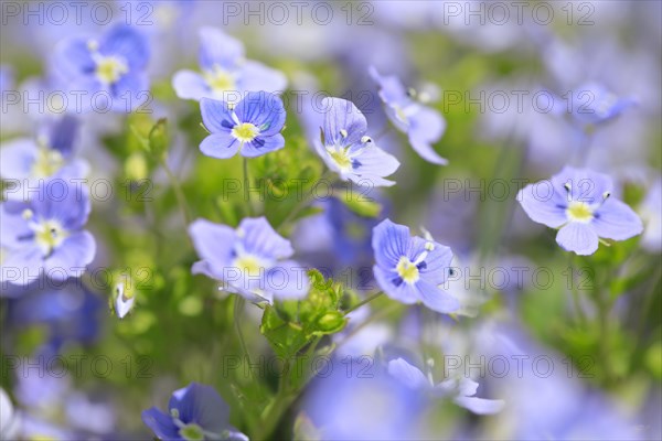 Close-up of slender speedwell (Veronica filiformis)