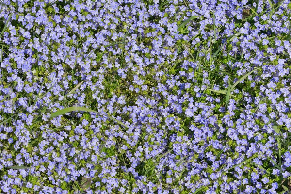 Close-up of slender speedwell (Veronica filiformis)