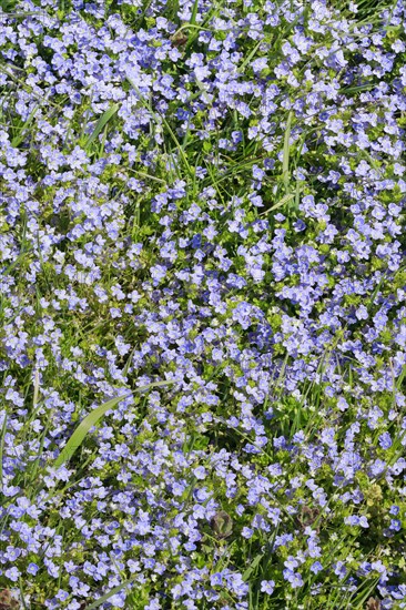 Close-up of slender speedwell (Veronica filiformis)