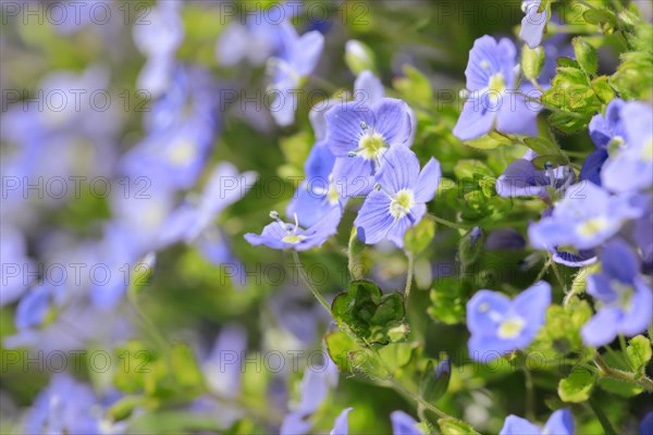 Close-up of slender speedwell (Veronica filiformis)