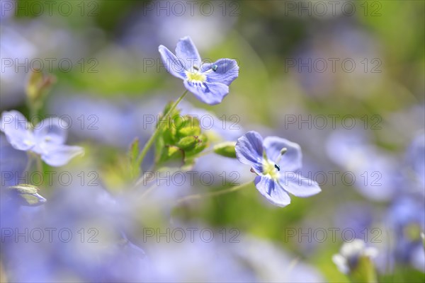 Close-up of slender speedwell (Veronica filiformis)