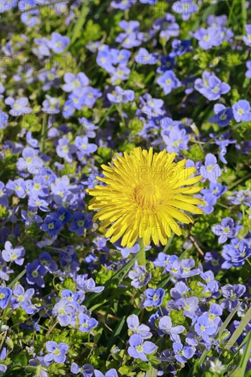 Close-up of dandelion and slender speedwell