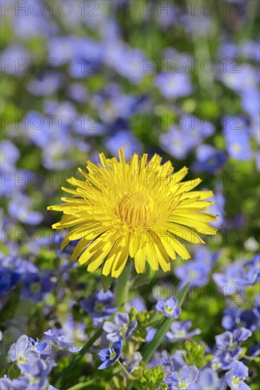 Close-up of dandelion and slender speedwell