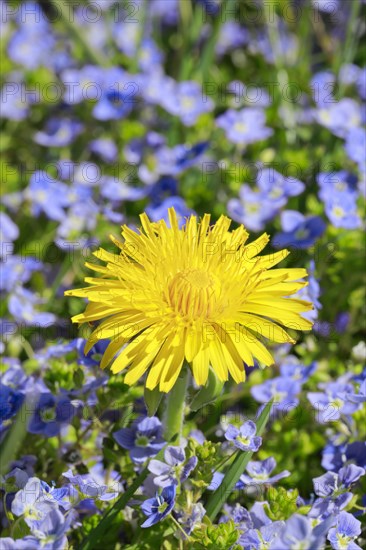 Close-up of dandelion and slender speedwell